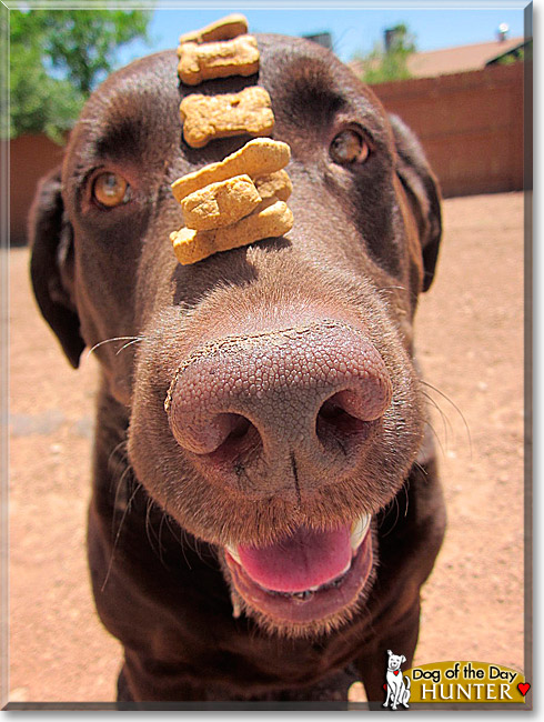 Hunter, the Dog of the Day