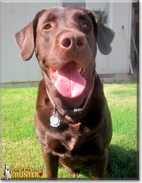 Hunter, the Dog of the Day