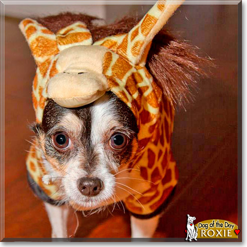 Roxie Jazz, the Dog of the Day