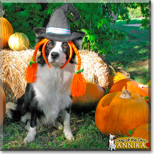Annika, the Dog of the Day