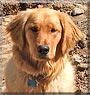 Bodie