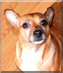 Penny