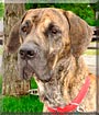 Dozer