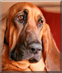 Dixie