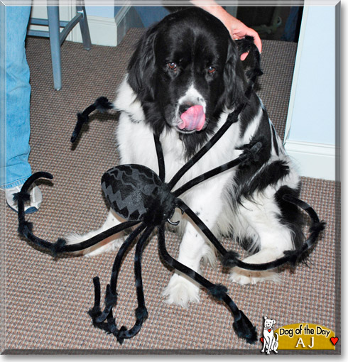 AJ, the Dog of the Day