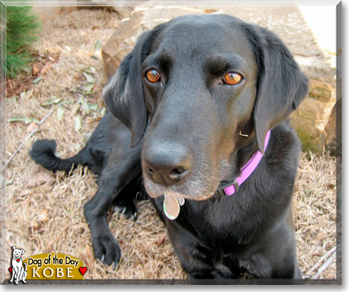 Kobe, the Dog of the Day Kobe, the Dog of the Day