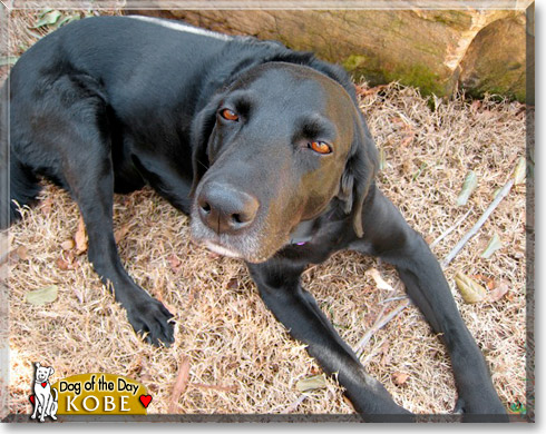 Kobe, the Dog of the Day Kobe, the Dog of the Day