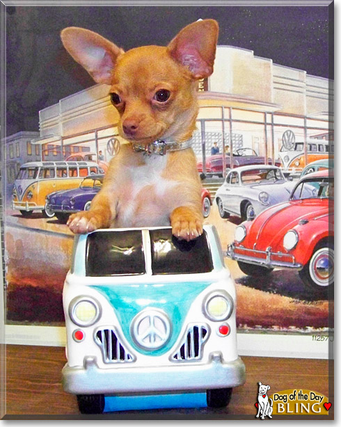 Bling, the Dog of the Day Bling, the Dog of the Day