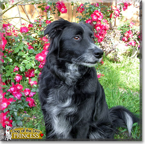 Princess, the Dog of the Day Princess, the Dog of the Day