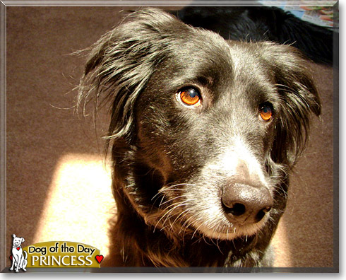 Princess, the Dog of the Day Princess, the Dog of the Day