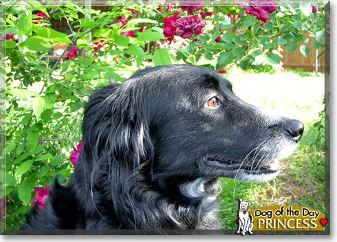 Princess, the Dog of the Day Princess, the Dog of the Day