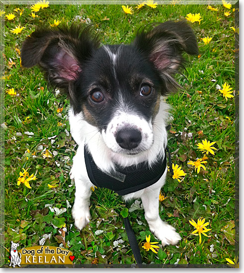 Keelan, the Dog of the Day