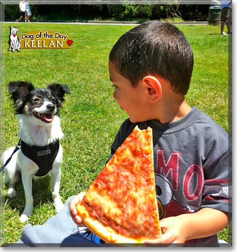 Keelan, the Dog of the Day