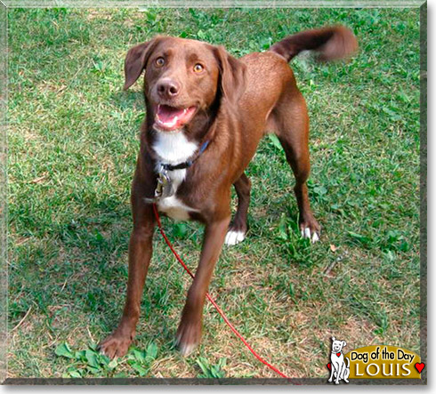 Louis, the Dog of the Day Louis, the Dog of the Day