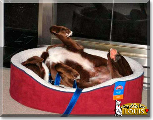 Louis, the Dog of the Day Louis, the Dog of the Day
