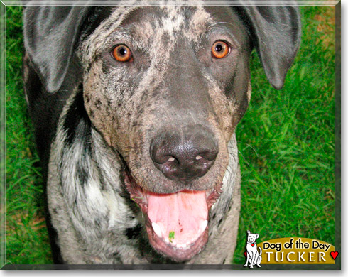 Tucker, the Dog of the Day Tucker, the Dog of the Day