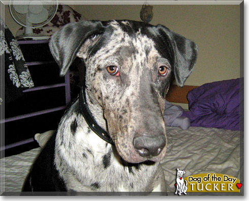 Tucker, the Dog of the Day Tucker, the Dog of the Day