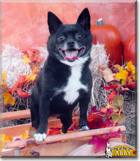 Abby, the Dog of the Day