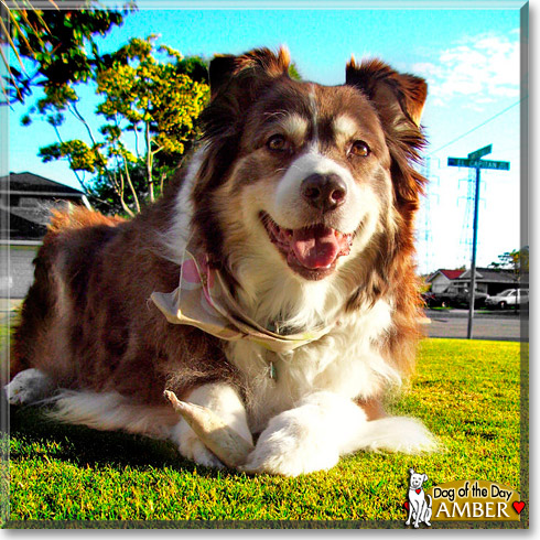 Amber, the Dog of the Day