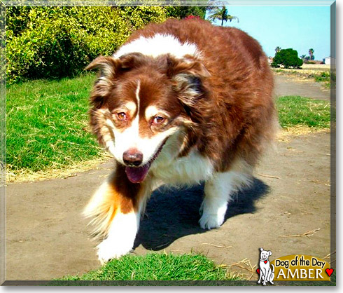 Amber, the Dog of the Day