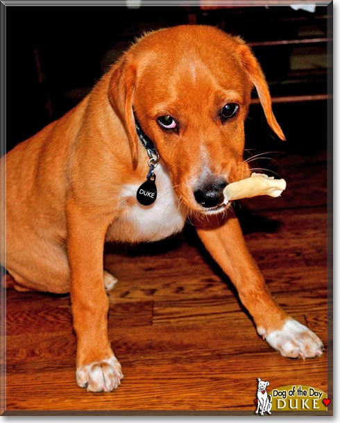 Duke, the Dog of the Day Duke, the Dog of the Day