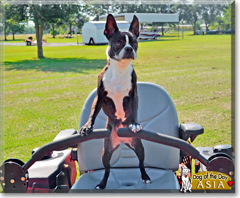Asia, the Dog of the Day