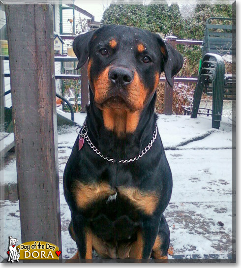 Dora, the Dog of the Day