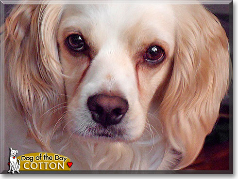 Cotton, the Dog of the Day
