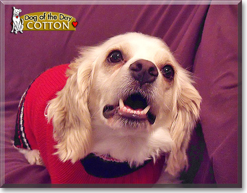 Cotton, the Dog of the Day