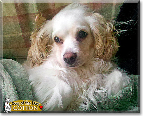 Cotton, the Dog of the Day