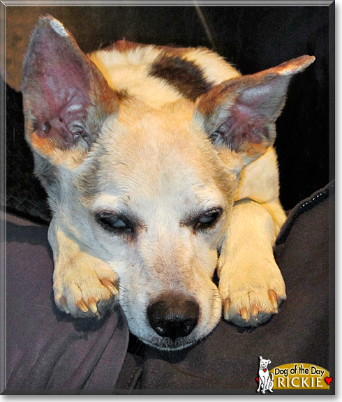 Rickie, the Dog of the Day Rickie, the Dog of the Day