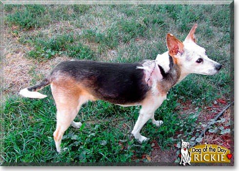 Rickie, the Dog of the Day Rickie, the Dog of the Day