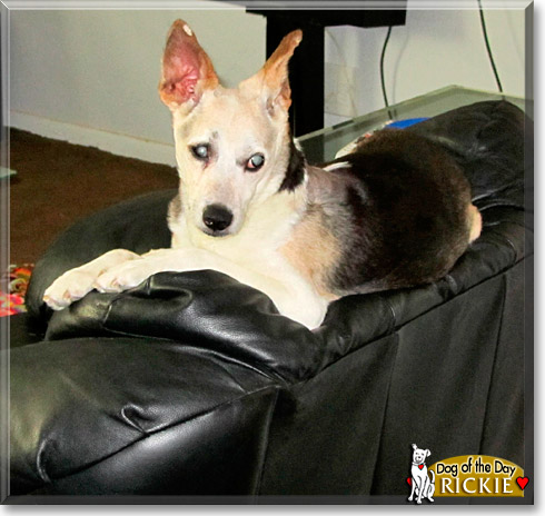 Rickie, the Dog of the Day Rickie, the Dog of the Day