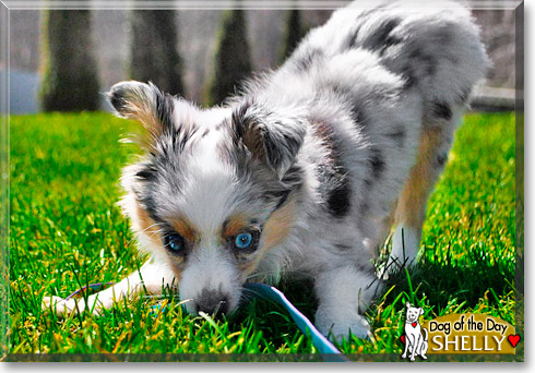 Shelly, the Dog of the Day Shelly, the Dog of the Day