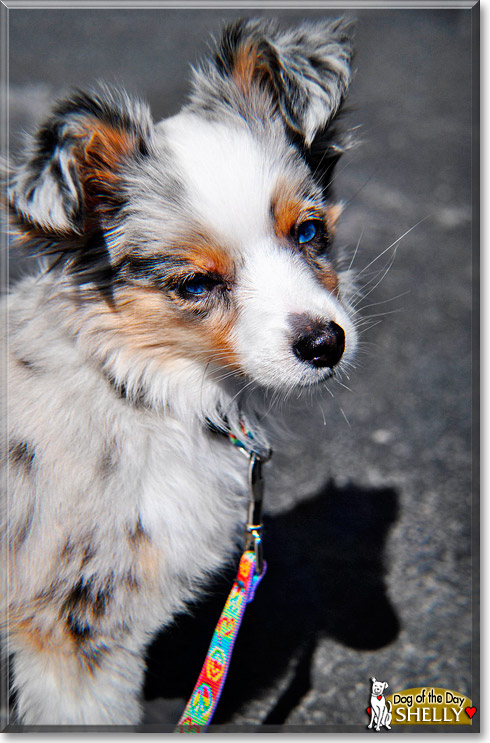Shelly, the Dog of the Day Shelly, the Dog of the Day