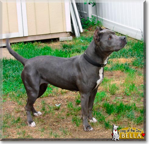 Bella, the Dog of the Day Bella, the Dog of the Day
