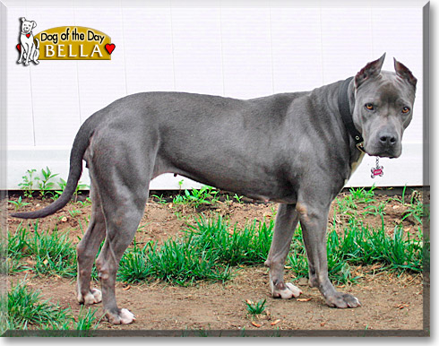 Bella, the Dog of the Day Bella, the Dog of the Day