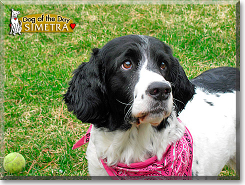 Sim, the Dog of the Day