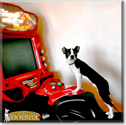 Sir Roscoe, the Dog of the Day
