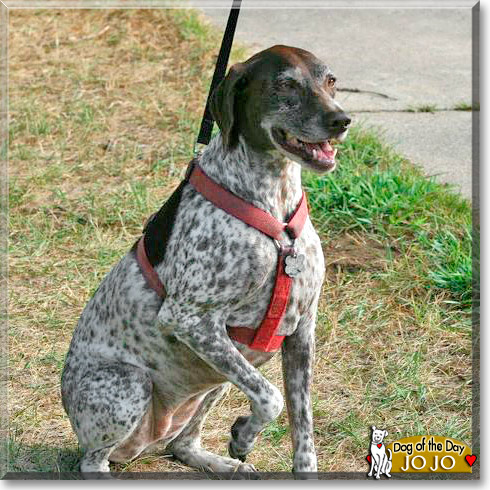 Jo Jo, the Dog of the Day