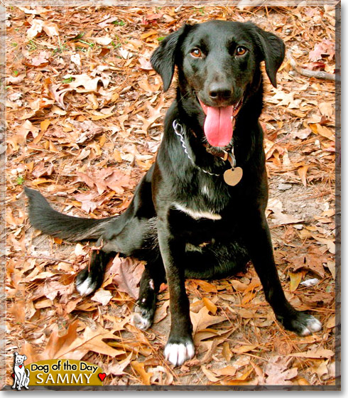 Samantha, the Dog of the Day Samantha, the Dog of the Day