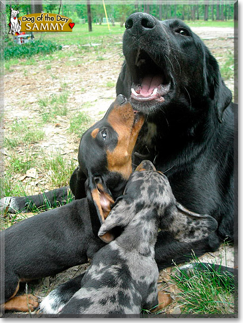 Samantha, the Dog of the Day Samantha, the Dog of the Day