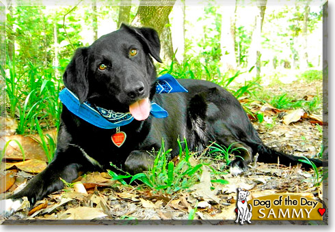 Samantha, the Dog of the Day Samantha, the Dog of the Day