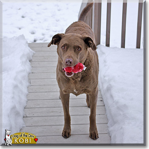 Kobi, the Dog of the Day Kobi, the Dog of the Day