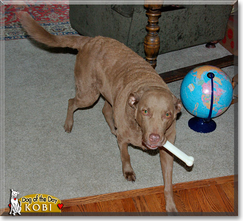 Kobi, the Dog of the Day Kobi, the Dog of the Day
