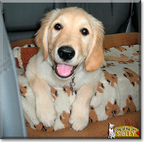 Sibley, the Dog of the Day