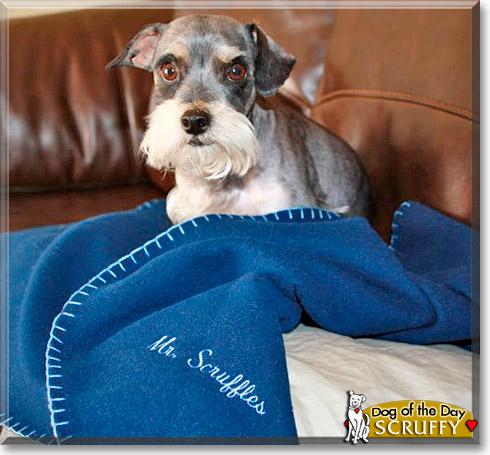 Mr. Scruffles, the Dog of the Day