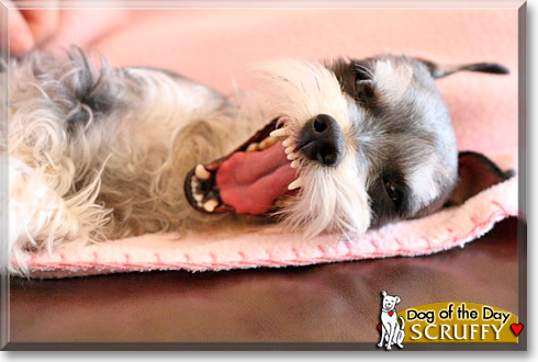 Mr. Scruffles, the Dog of the Day