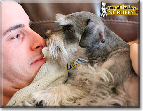 Mr. Scruffles, the Dog of the Day