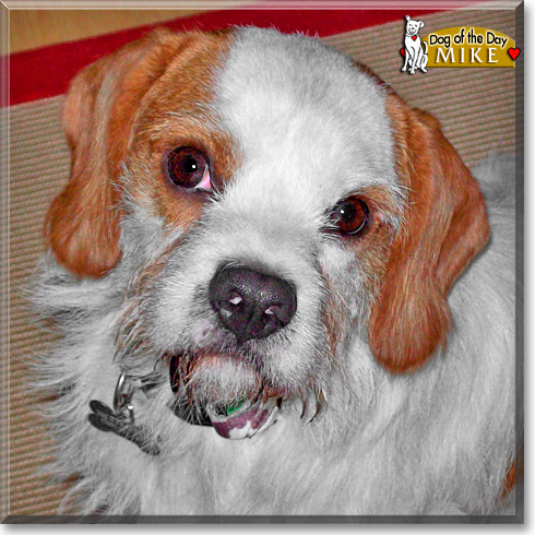 Mike, the Dog of the Day Mike, the Dog of the Day